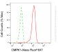 KD-Validated Anti-CMPK1 Mouse Monoclonal Antibody