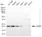 KD-Validated Anti-CMPK1 Mouse Monoclonal Antibody