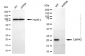 KD-Validated Anti-CMPK1 Mouse Monoclonal Antibody