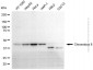KD-Validated Anti-CBX8 Mouse Monoclonal Antibody