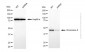 KD-Validated Anti-CBX8 Mouse Monoclonal Antibody