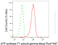 KD-Validated Anti-ATP5C1 Mouse Monoclonal Antibody