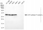 KD-Validated Anti-ATP5C1 Mouse Monoclonal Antibody