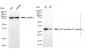 KD-Validated Anti-ATP5C1 Mouse Monoclonal Antibody