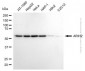 KD-Validated Anti-Purified ARIH2 Mouse Monoclonal Antibody