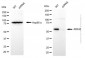 KD-Validated Anti-Purified ARIH2 Mouse Monoclonal Antibody