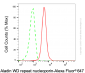 KD-Validated Anti-AAAS Mouse Monoclonal Antibody