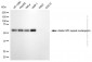 KD-Validated Anti-AAAS Mouse Monoclonal Antibody