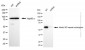 KD-Validated Anti-AAAS Mouse Monoclonal Antibody