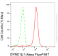 KD-Validated Anti-DYNC1LI1 Mouse Monoclonal Antibody