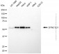 KD-Validated Anti-DYNC1LI1 Mouse Monoclonal Antibody