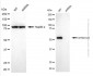 KD-Validated Anti-DYNC1LI1 Mouse Monoclonal Antibody