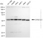 KD-Validated Anti-DYNC1LI1 Mouse Monoclonal Antibody