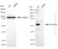 KD-Validated Anti-DYNC1LI1 Mouse Monoclonal Antibody
