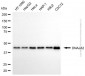KD-Validated Anti-DNAJA2 Mouse Monoclonal Antibody