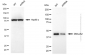 KD-Validated Anti-DNAJA2 Mouse Monoclonal Antibody