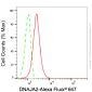 KD-Validated Anti-DNAJA2 Mouse Monoclonal Antibody