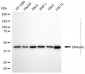 KD-Validated Anti-DNAJA2 Mouse Monoclonal Antibody
