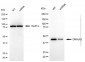 KD-Validated Anti-DNAJA2 Mouse Monoclonal Antibody
