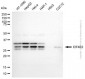KD-Validated Anti-EIF4E2 Mouse Monoclonal Antibody