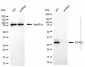 KD-Validated Anti-EIF4E2 Mouse Monoclonal Antibody
