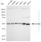 KD-Validated Anti-EIF2B3 Mouse Monoclonal Antibody