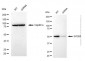 KD-Validated Anti-EIF2B3 Mouse Monoclonal Antibody