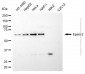 KD-Validated Anti-Epsin 2 Mouse Monoclonal Antibody