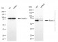 KD-Validated Anti-Epsin 2 Mouse Monoclonal Antibody