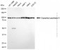 KD-Validated Anti-DPP8 Mouse Monoclonal Antibody