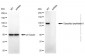 KD-Validated Anti-DPP8 Mouse Monoclonal Antibody