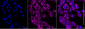 KD-Validated Anti-DNM1L Mouse Monoclonal Antibody