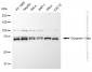 KD-Validated Anti-DNM1L Mouse Monoclonal Antibody