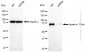 KD-Validated Anti-DNM1L Mouse Monoclonal Antibody