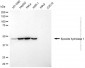 KD-Validated Anti-EPHX1 Mouse Monoclonal Antibody