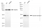 KD-Validated Anti-EPHX1 Mouse Monoclonal Antibody