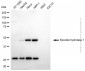 KD-Validated Anti-Epoxide Hydrolase 1 Mouse Monoclonal Antibody