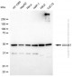 KD-Validated Anti-DDOST Mouse Monoclonal Antibody