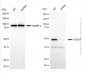 KD-Validated Anti-DDOST Mouse Monoclonal Antibody