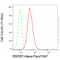 KD-Validated Anti-DDOST Mouse Monoclonal Antibody