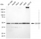 KD-Validated Anti-DDOST Mouse Monoclonal Antibody