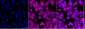 KD-Validated Anti-FAF1 Mouse Monoclonal Antibody