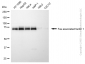 KD-Validated Anti-FAF1 Mouse Monoclonal Antibody