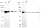 KD-Validated Anti-FAF1 Mouse Monoclonal Antibody