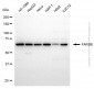 KD-Validated Anti-FARSB Mouse Monoclonal Antibody