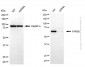 KD-Validated Anti-FARSB Mouse Monoclonal Antibody