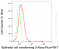 KD-Validated Anti-ECT2 Mouse Monoclonal Antibody