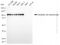 KD-Validated Anti-ECT2 Mouse Monoclonal Antibody