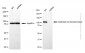 KD-Validated Anti-ECT2 Mouse Monoclonal Antibody
