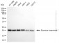 KD-Validated Anti-EXOSC1 Mouse Monoclonal Antibody